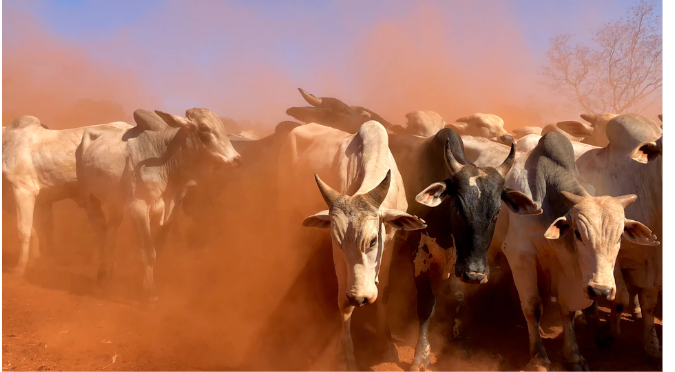 image3 earnings bull stampede.png